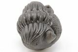 Wide, Perfectly Enrolled Eldredgeops Trilobite - Ohio #199162-1